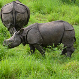 Chitwan Tour